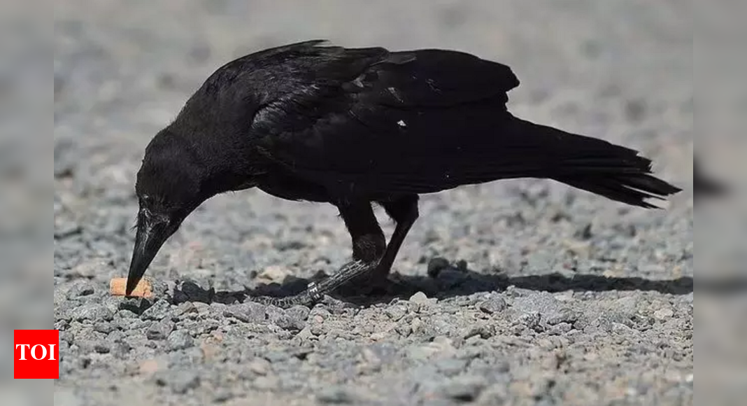 Birds with a mission: Sweden's crows clean up cigarette butts for food