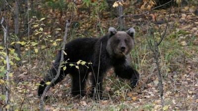 Sweden begins brown bear hunting season with conservationists warning of a 20% drop in number