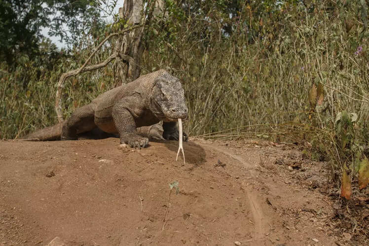 Komodo National Park, Indonesia
