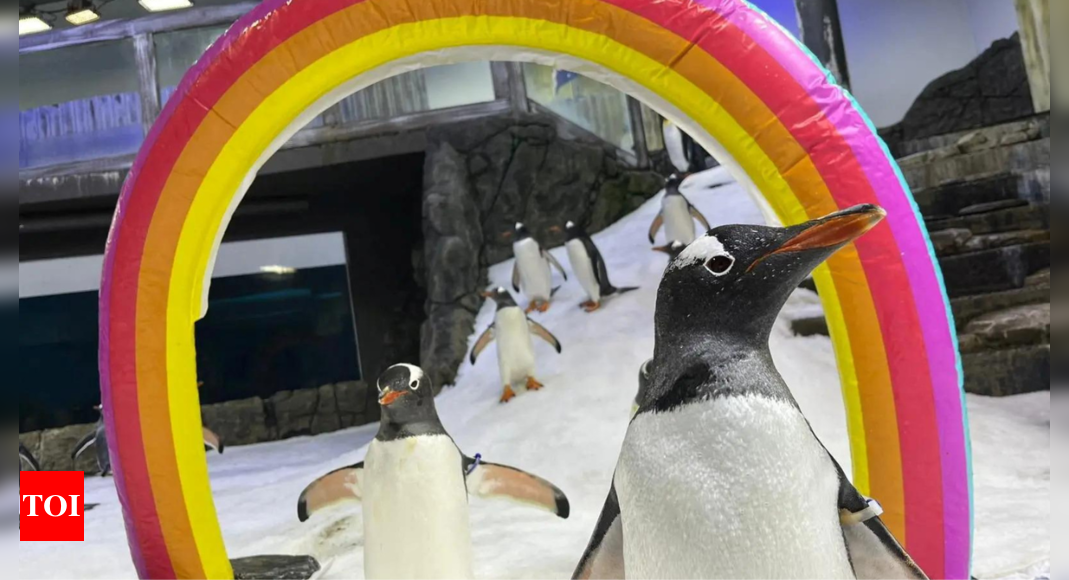 Gay penguin: Penguin Sphen, one half of a famous gay couple, dies