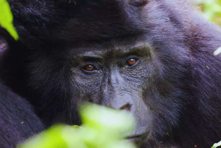 Conservation efforts