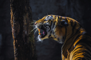Tracking tigers in India: A journey through wildlife reserves and conservation efforts
