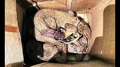 4 monitor lizards rescued and released with court approval