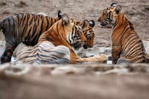 Family-friendly safaris: Tips and national parks for kid-friendly wildlife adventure in India