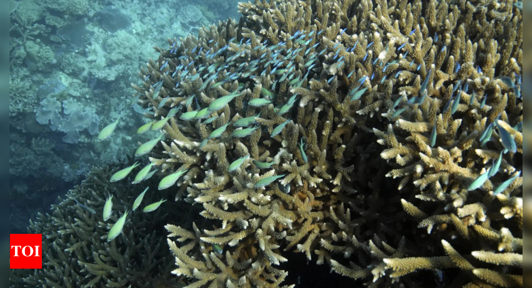 Australia tackles poor Great Barrier Reef water quality