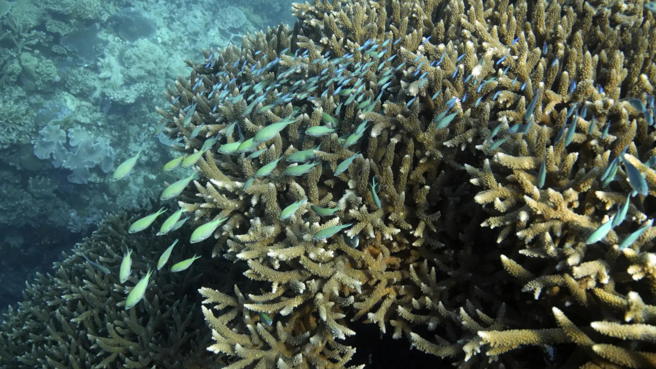 Australia tackles poor Great Barrier Reef water quality - Times of India