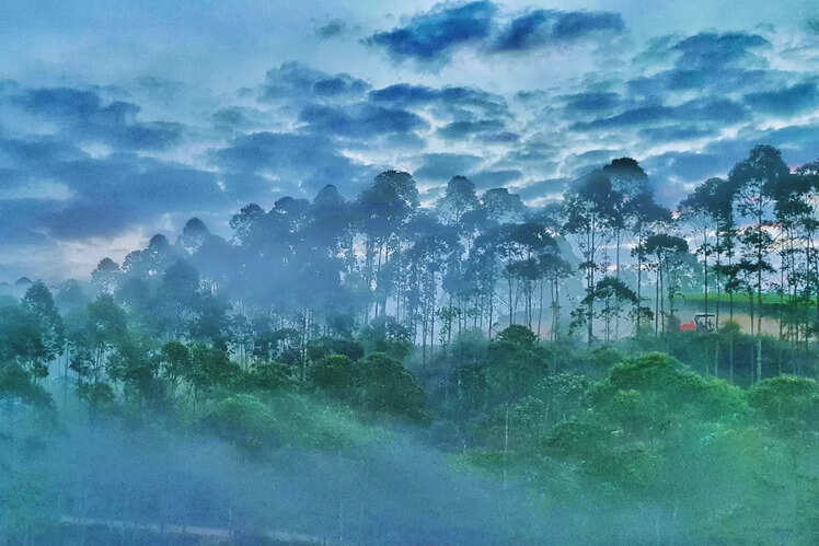 Munnar, Kerala
