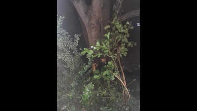 Man Killed: Man dies, 5 hurt as van rams tree in Khajuri | Bhopal News ...