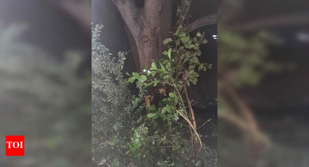 Man Killed: Man dies, 5 hurt as van rams tree in Khajuri | Bhopal News ...