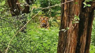 Spotted at a sniffing distance, patrol team set to tranquilise & relocate Sariska tiger