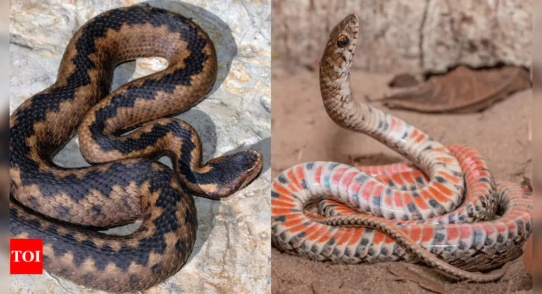 The 9 rarest snakes in the world: From the St. Lucia racer to the Roxane racer |