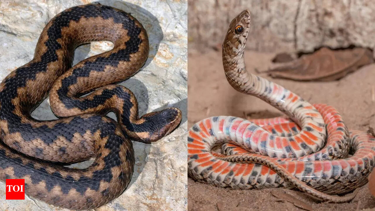 Top 10 Rarest Snakes In The World Youtube 10 RAREST Snakes In The