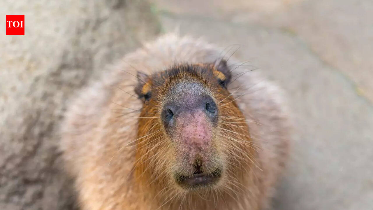 8 safest mammals on the planet