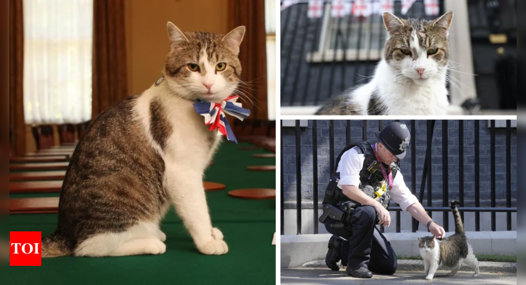 Who is Larry the cat? Downing Street’s beloved feline, who witnessed tenure of 6 UK PMs, faces his final days – Times of India