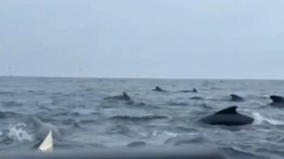 Atlantic ocean adventure takes unexpected turn as whales bump boat: Solo paddler calls it ‘incredible sight, but scary’