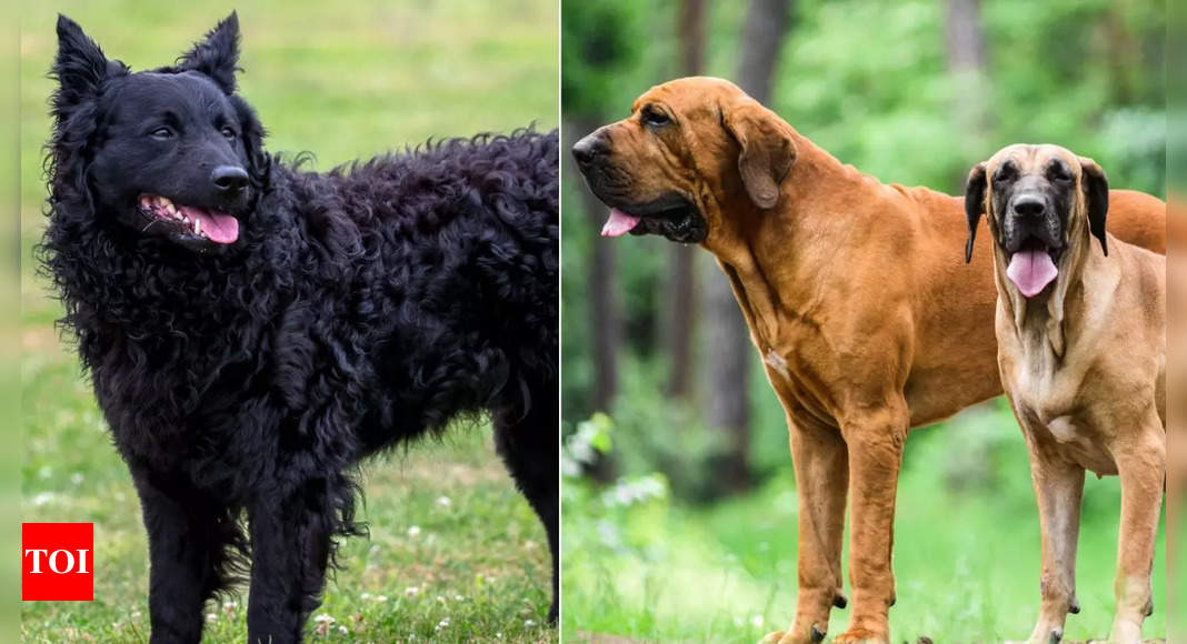 International Dog Day: Meet the rarest dog breeds in the world