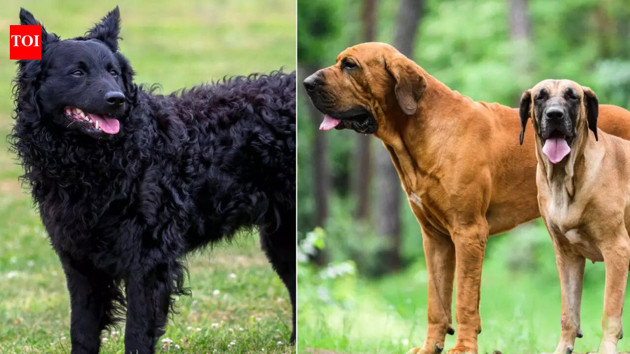 International Dog Day: Meet the world's rarest dog breeds - The Times ...