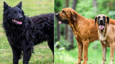 which dog breeds are compatible