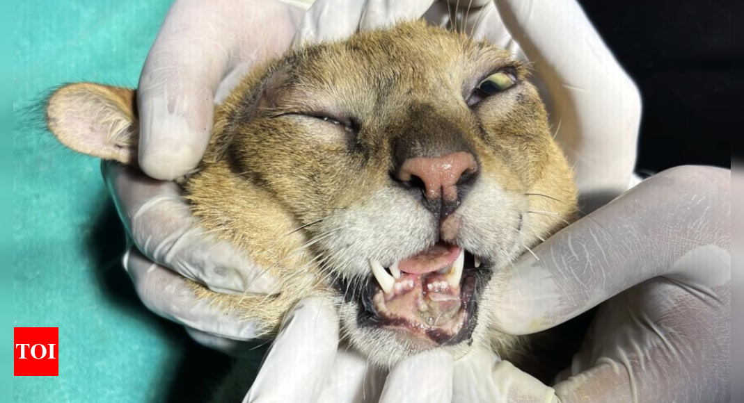 Rohrkatze is operated on in time for a broken jaw and numerous cuts