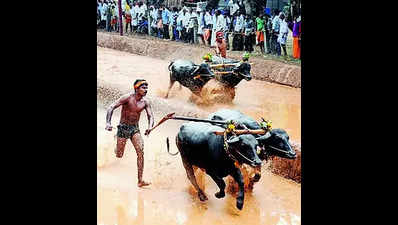 Kambala Samiti focuses on timings in new set of rules