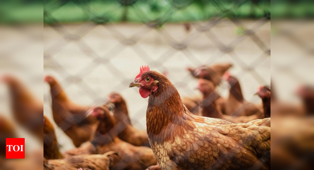 Odisha Culls 20,000 Chickens Amid Bird Flu Outbreak