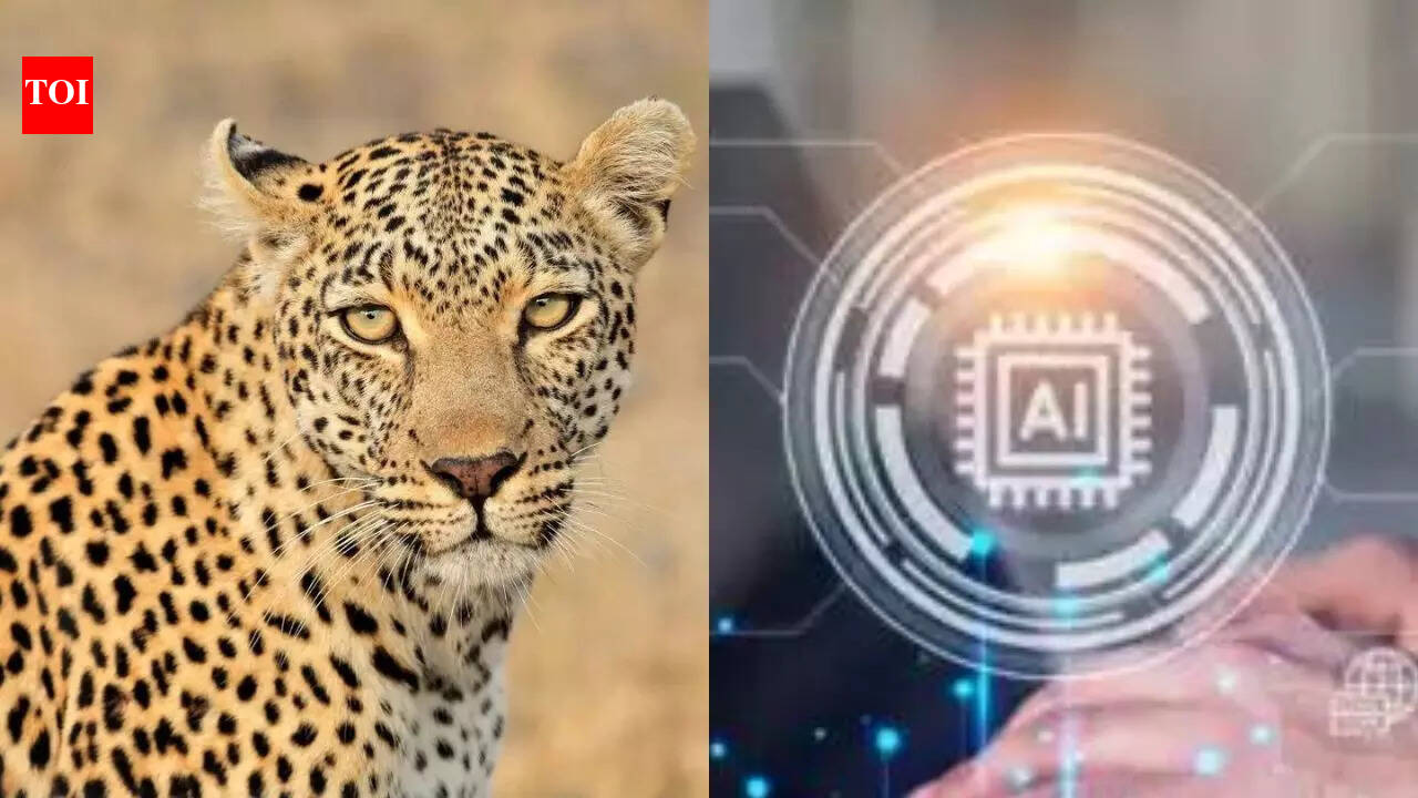 AI-based alerts on leopard sightings that work in Tadoba come to Pune ...