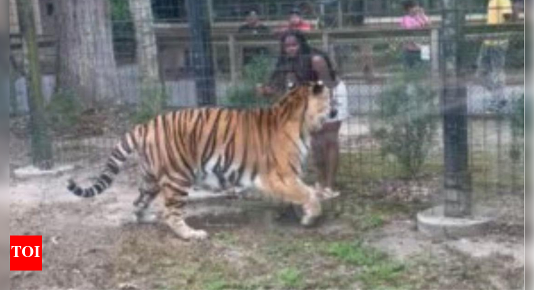 Watch: Woman jumps dangerously close to tiger in zoo, misses getting attacked narrowly