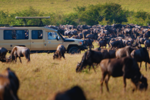 A guide to Serengeti National Park, where the spectacular Great Migration unfolds every year