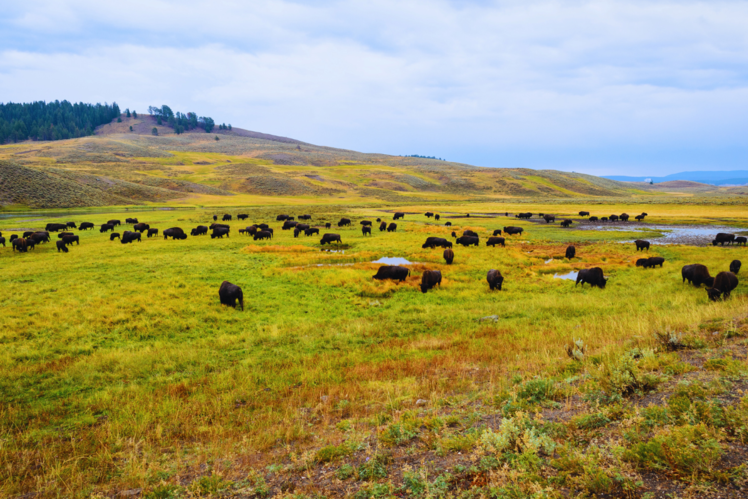 Yellowstone National Park, Wyoming, Montana, and Idaho