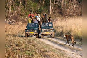 5 best wildlife safaris in India to spot tigers, elephants, and leopards