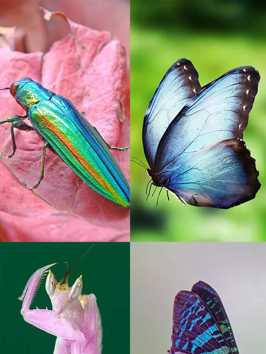 Most stunning insects in the world revealed | Times of India