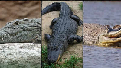 Crocodiles vs Alligators vs Gharials: Know the key differences, conservation status, habitat and distribution