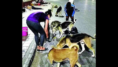 City animal lovers send aid to strays in flood-hit Vadodara