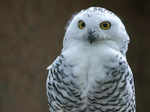 Snowy owl