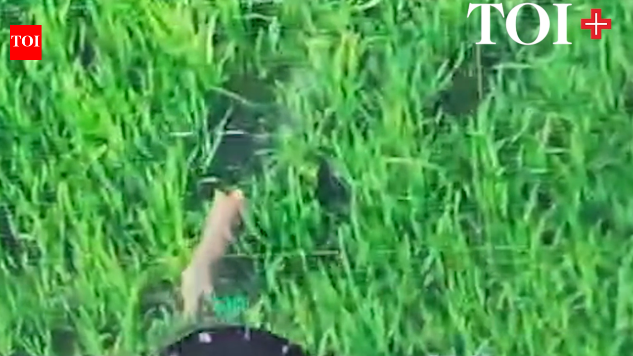 One of the killer wolves caught on drone cameras