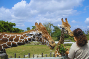 Adopt-an-animal programs in Zoos: Can you actually adopt an animal from a zoo?