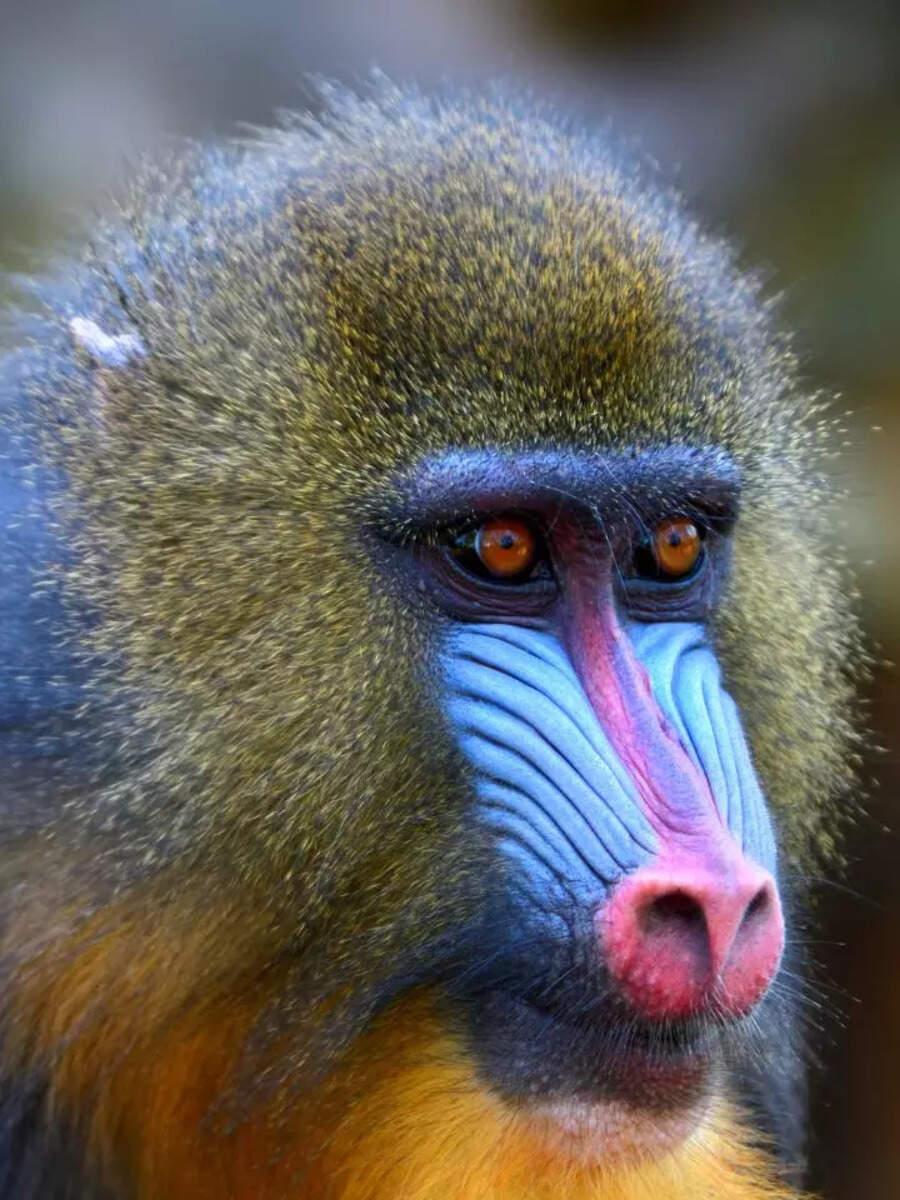10 most colourful creatures in the wild | Times of India