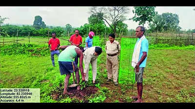 Plantation initiative aims to conserve and revive Mahua trees in decline