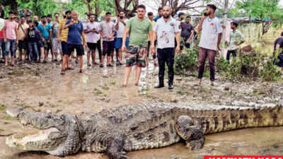 Gujarat floods: Crocodiles prowl Vadodara streets