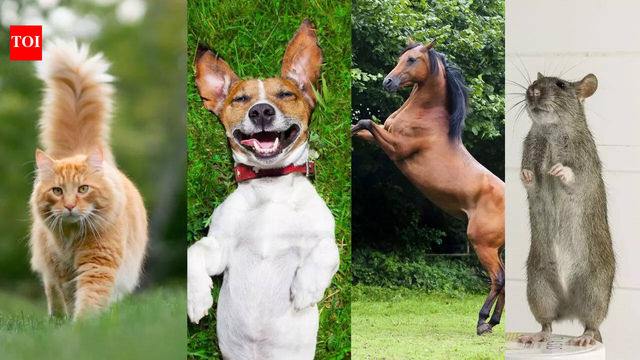 7 animals with unique jobs