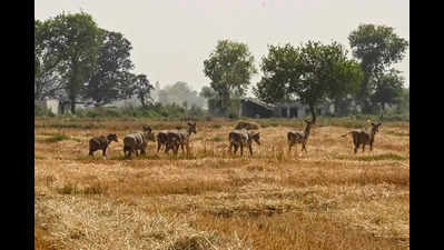 Centre for animals displaced by Noida airport is now ‘permanent’