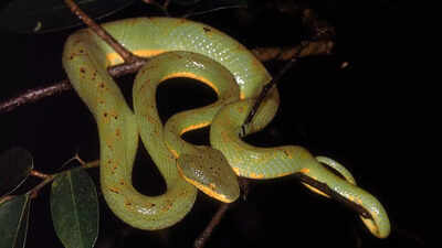 This is how snakes lost their legs | - The Times of India