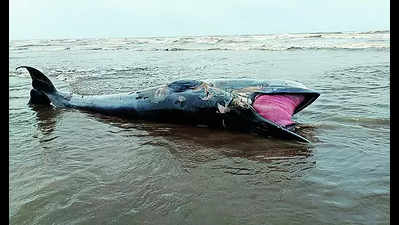 1,500 kg whale washes up dead near Alibaug beach in Navi Mumbai