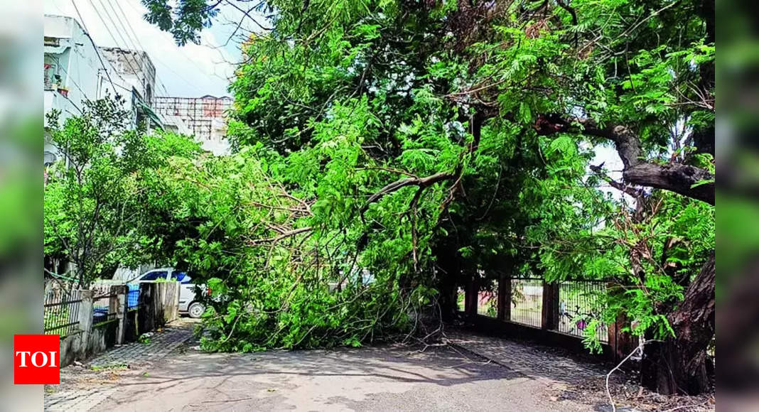 Heavy Rains in Hyderabad Cause Tree Damage