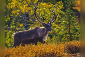 5 wildlife migrations from across the globe worth witnessing