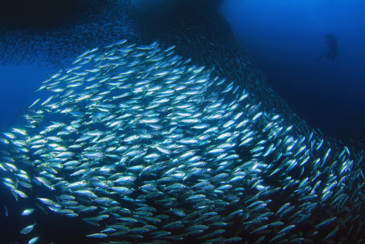 Sardine Run - South Africa