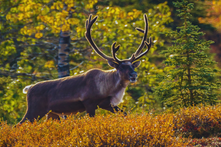 Caribou Migration - North America