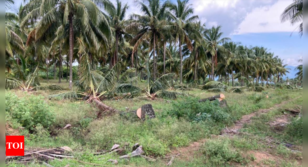 World Coconut Day Highlights Industry Importance