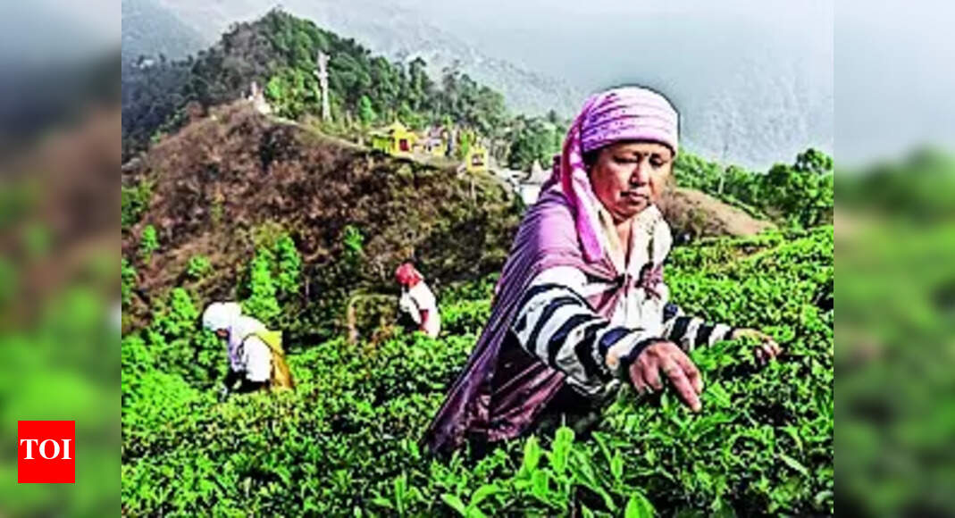 Tea Production: Tea Production Sees Significant Decline in Jan-July ...