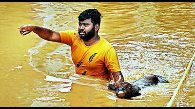 Authorities rescue 50 shepherds, over 3,500 livestock from Krishna floodplains